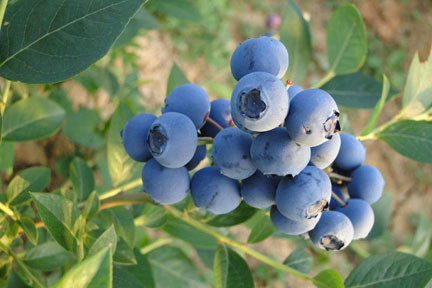 湖北牧童藍莓