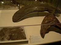 小號手副櫛龍的頭冠，卡內基自然史博物館