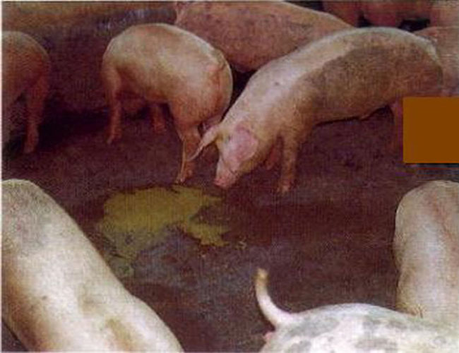 豬流行性腹瀉
