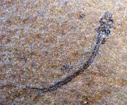 古椎魚目化石