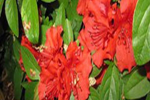 Rhododendron \x27Girard\x27s Scarlet\x27 Rhododendron \x27Girard\x27s Scarlet\x27
