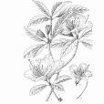 褐葉杜鵑 褐葉杜鵑