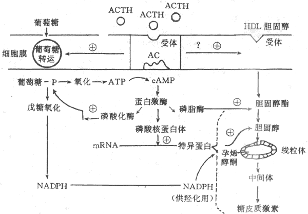 允許作用