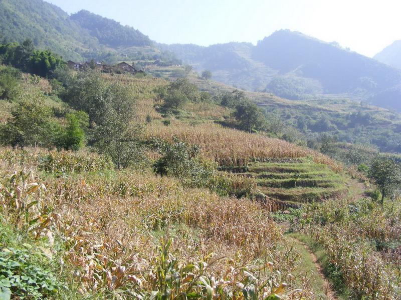 寨子行政村 寨子行政村