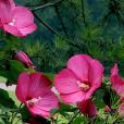 美芙蓉 美芙蓉