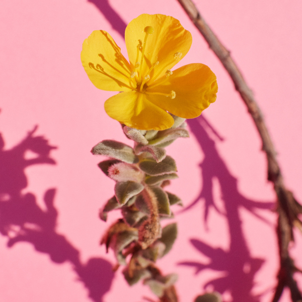 Camissoniopsis cheiranthifolia