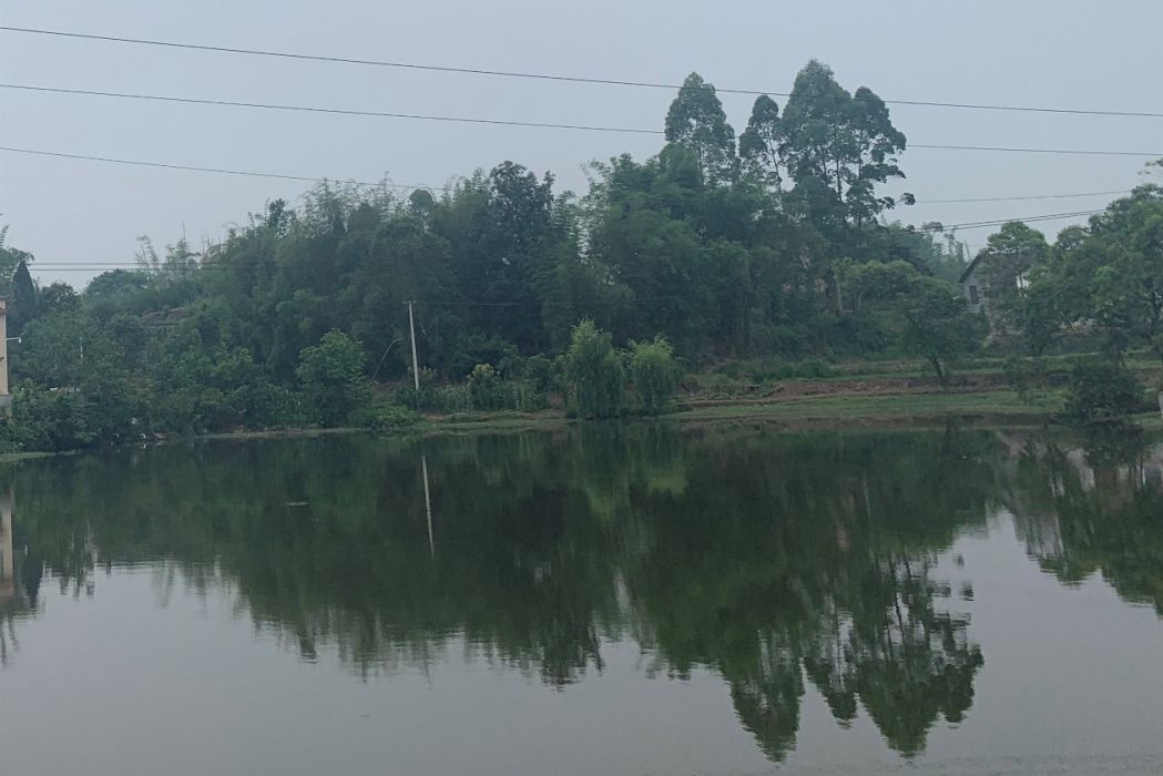 黃桷氹 黃桷氹