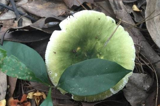 綠釘菇 綠釘菇