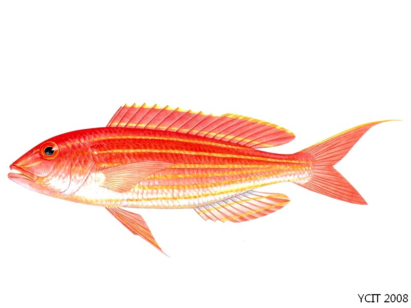 黃緣金線魚