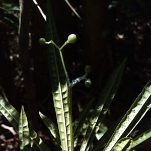 Psychotria himanthophylla