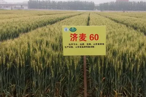 濟麥60 濟麥60