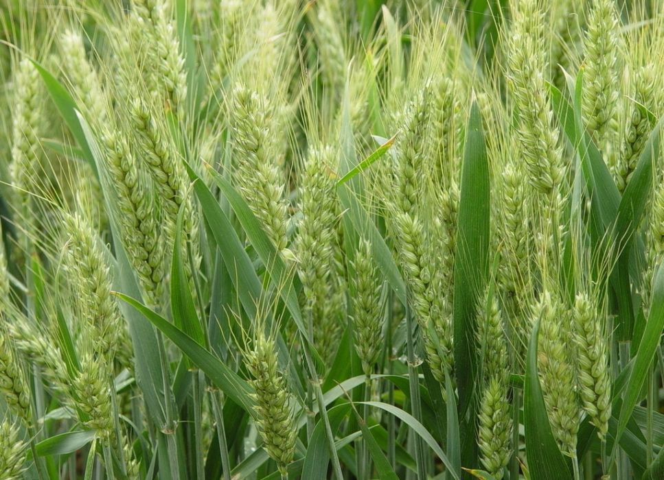 核優1號 核優1號