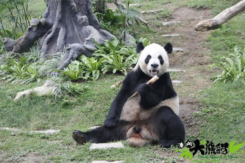 熊貓婭林(婭林) 熊貓婭林(婭林)