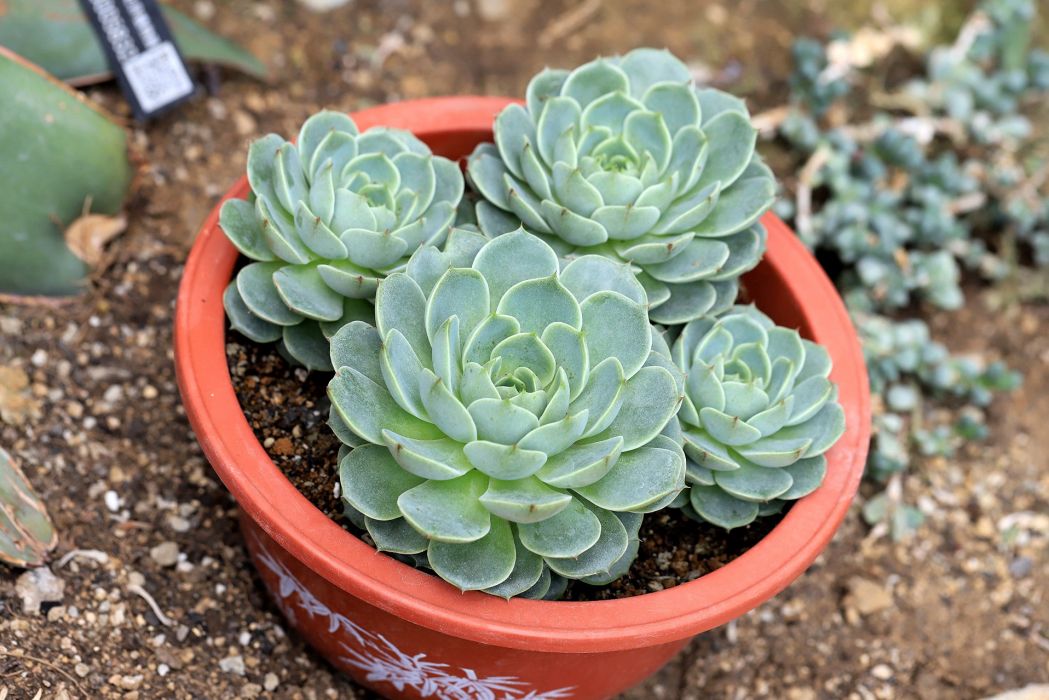 青蘋果石蓮花(斯嘉麗(景天科擬石蓮屬植物)) 青蘋果石蓮花(斯嘉麗(景天科擬石蓮屬植物))