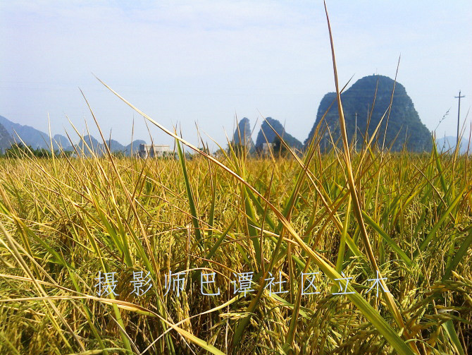 巴譚村水稻