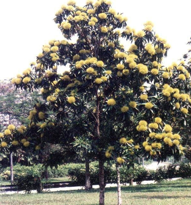 黃花樹