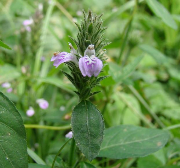 針子草 針子草