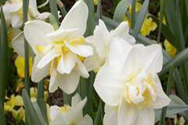 Narcissus \x27White Lion\x27 Narcissus \x27White Lion\x27