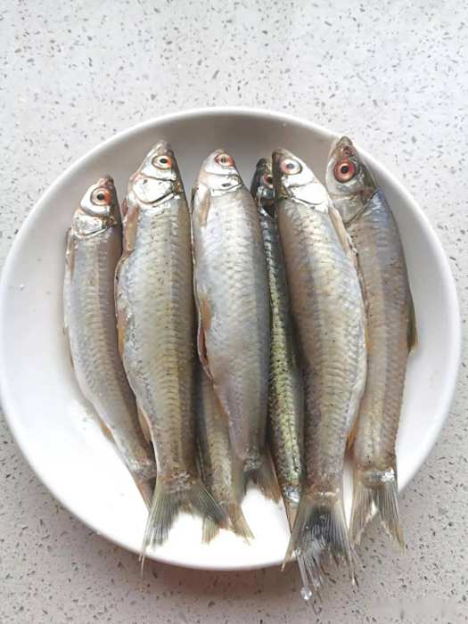 西江河魚 西江河魚