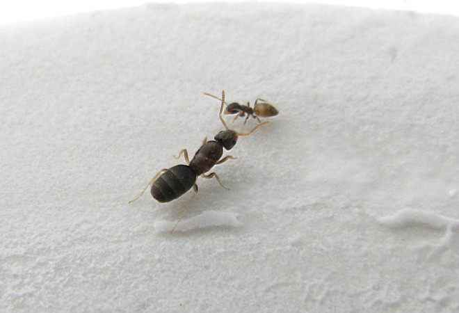 黑頭酸臭蟻（Tapinoma melanocephalum）的蟻后和工蟻
