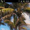 Beach Trees Live Wallpaper Beach Trees Live Wallpaper