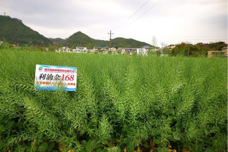 利油雜168 利油雜168