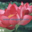 紅花建蓮 紅花建蓮