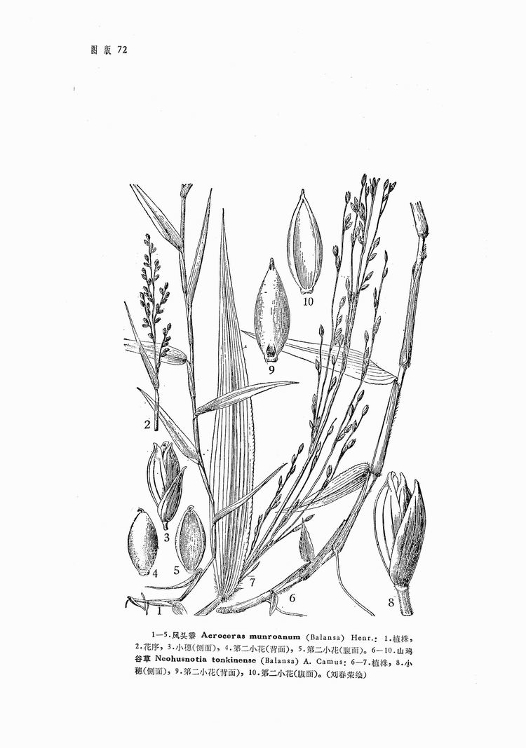 鳳頭黍