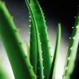蘆薈提取液 蘆薈提取液