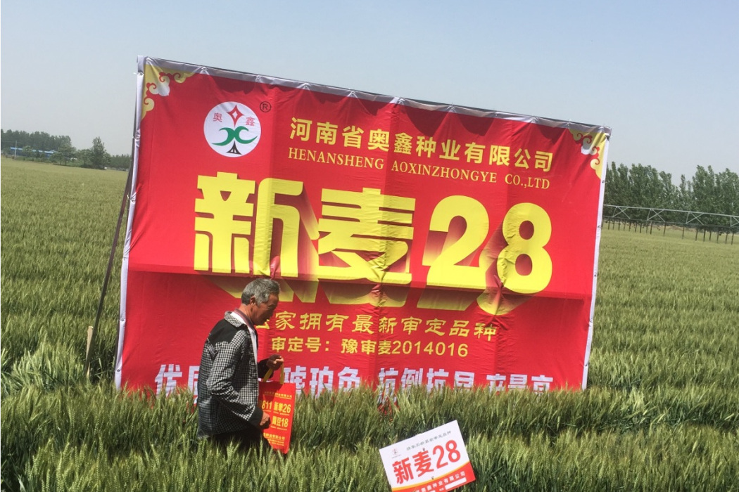 新麥28 新麥28