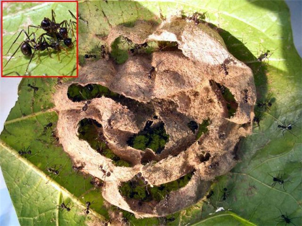 脊紅蟻屬的巢穴