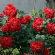 純樸(薔薇屬美國Warriner培育品種) 純樸(薔薇屬美國Warriner培育品種)