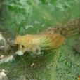 梨木虱 梨木虱