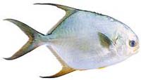 大平魚