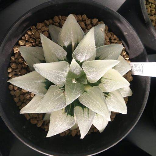 藍光壽錦