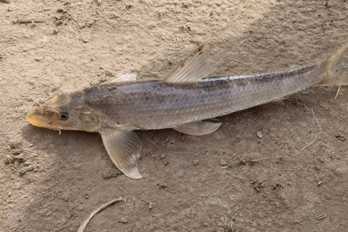 黃河魚屬 黃河魚屬