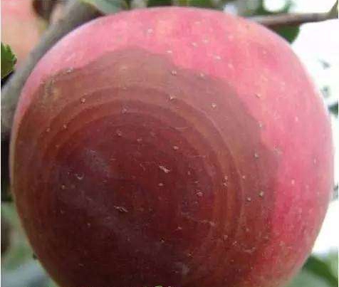 蘋果輪紋病