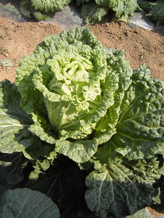 黔白7號 黔白7號