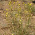 山柳菊葉糖芥(草地糖芥) 山柳菊葉糖芥(草地糖芥)