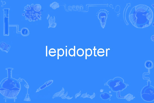 lepidopter lepidopter