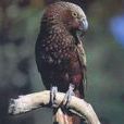 紐西蘭啄羊鸚鵡