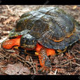 斑石龜(石紋水龜)