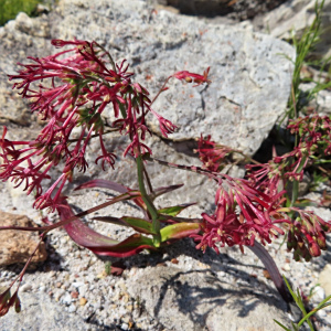 Codonorhiza micrantha