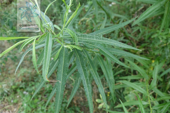 龍江柳p720 龍江柳p720