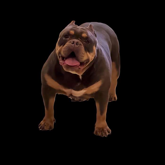 呆萌犬舍 呆萌犬舍
