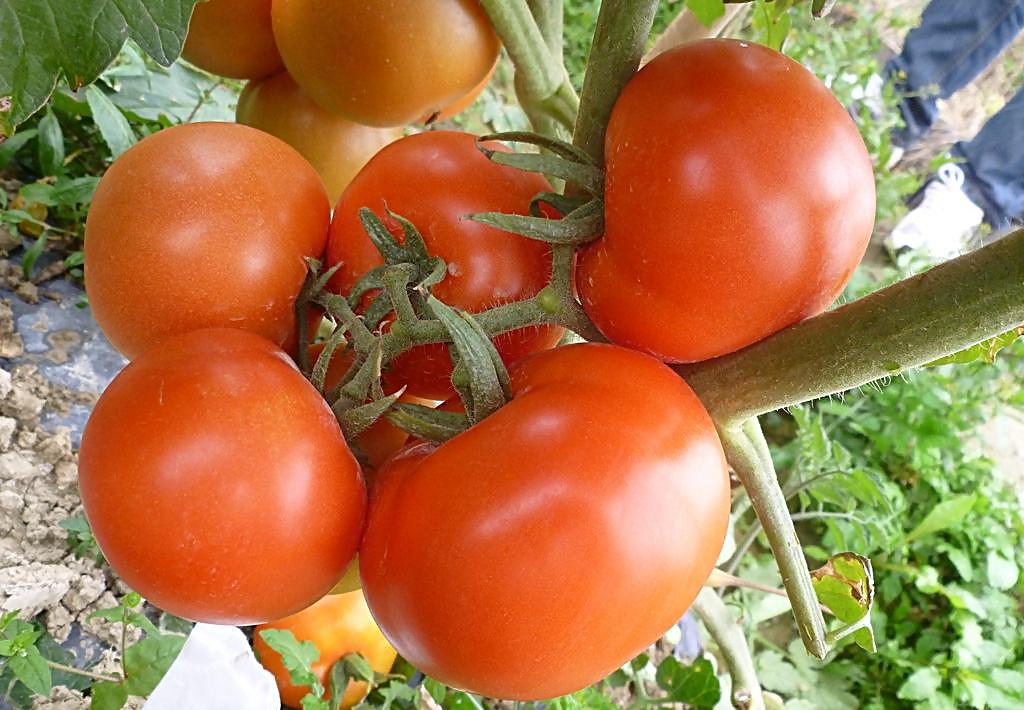 喀喇沁番茄