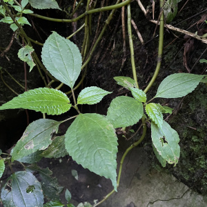 Pilea leptophylla