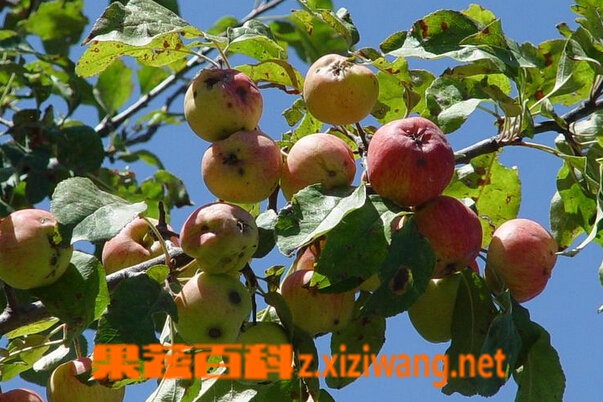 新疆野蘋果