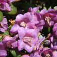 桃花杜鵑 桃花杜鵑