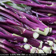 紫菜薹
